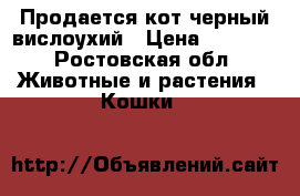 Продается кот черный вислоухий › Цена ­ 1 500 - Ростовская обл. Животные и растения » Кошки   
